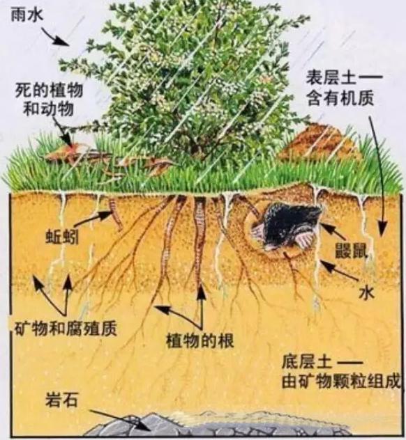 你知道有機(jī)肥有哪些作用嗎？