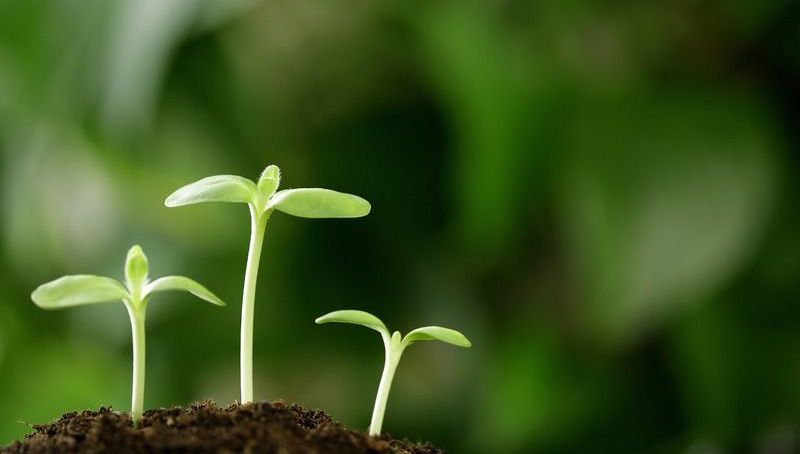 生物菌肥發(fā)酵劑--生物菌肥添加微生物菌的好處