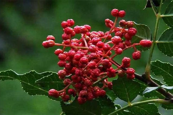 花椒樹(shù)施什么肥好?花椒樹(shù)種植嫁接技術(shù)