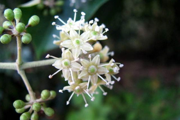 花椒樹(shù)施什么肥好?花椒樹(shù)種植嫁接技術(shù)