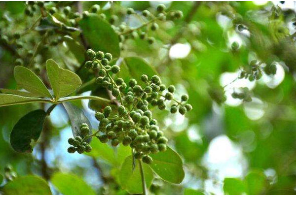 花椒樹(shù)施什么肥好?花椒樹(shù)種植嫁接技術(shù)