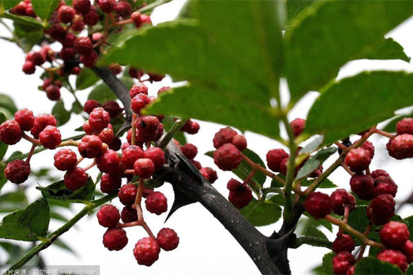 花椒樹(shù)施什么肥好?花椒樹(shù)種植嫁接技術(shù)