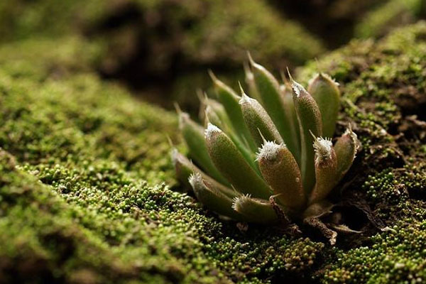 多肉植物施什么肥好，種植過程中需要注意哪些？